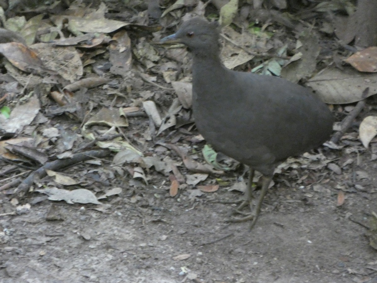 Cinereous Tinamou - ML647472453