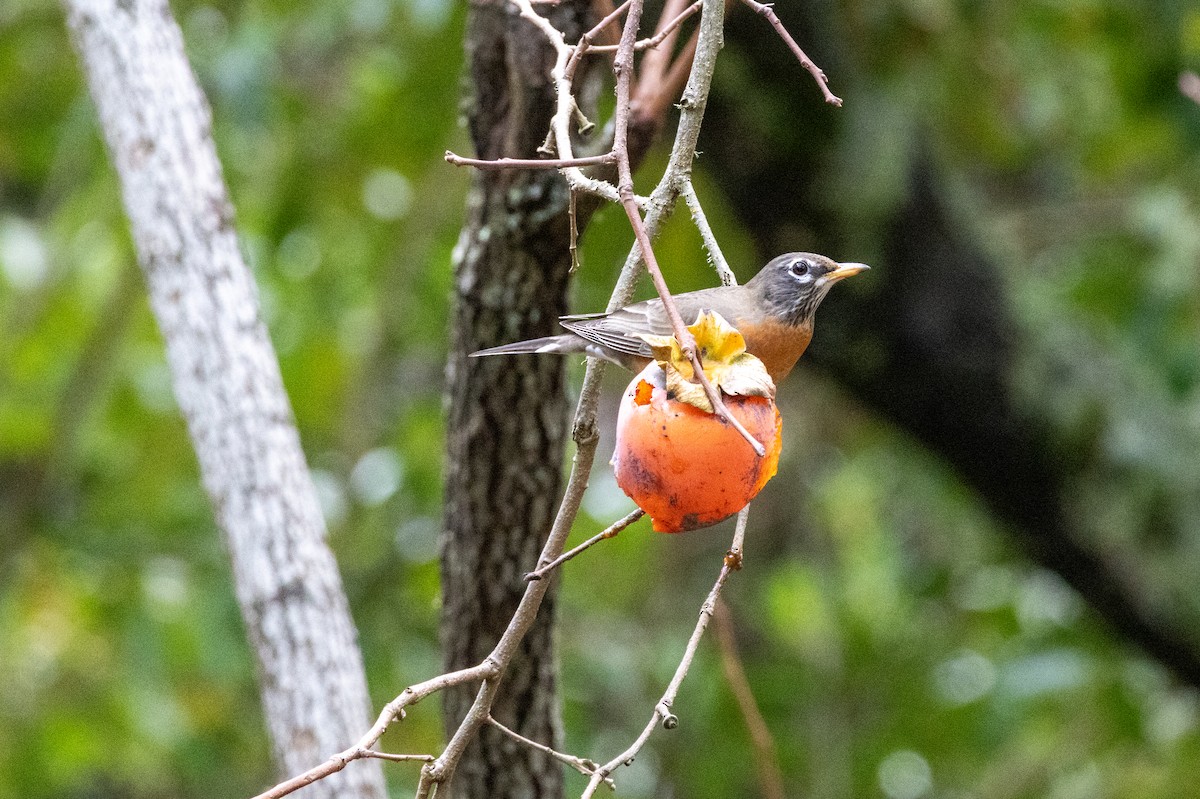 American Robin - ML647472458