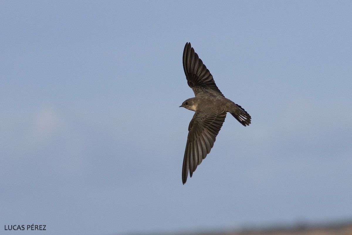 Eurasian Crag-Martin - ML647472459