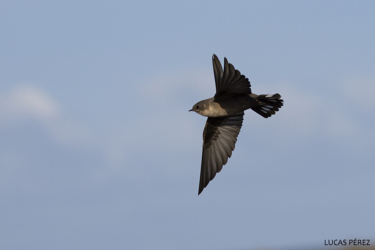 Eurasian Crag-Martin - ML647472460