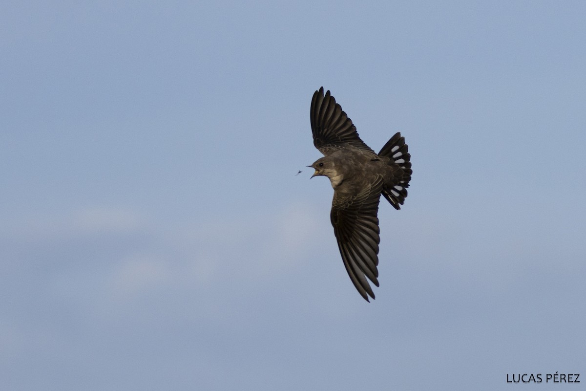 Eurasian Crag-Martin - ML647472461