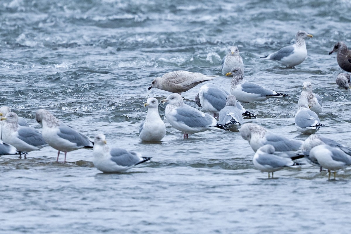 Iceland Gull - ML647472462
