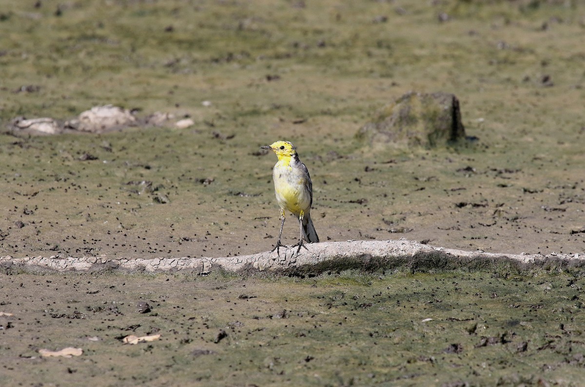 נחליאלי לימוני - ML647472463