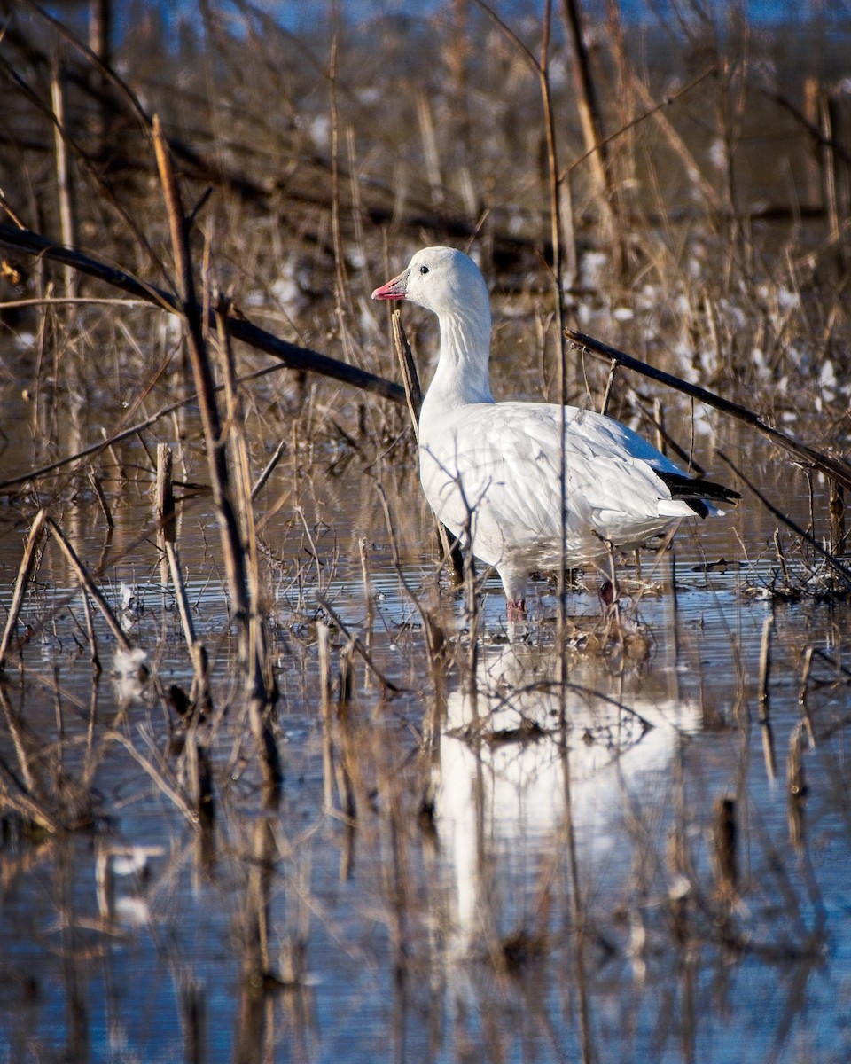 Ross's Goose - ML647472464