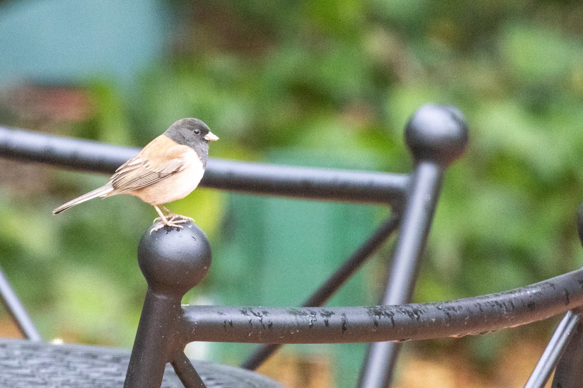 Dark-eyed Junco - ML647472465
