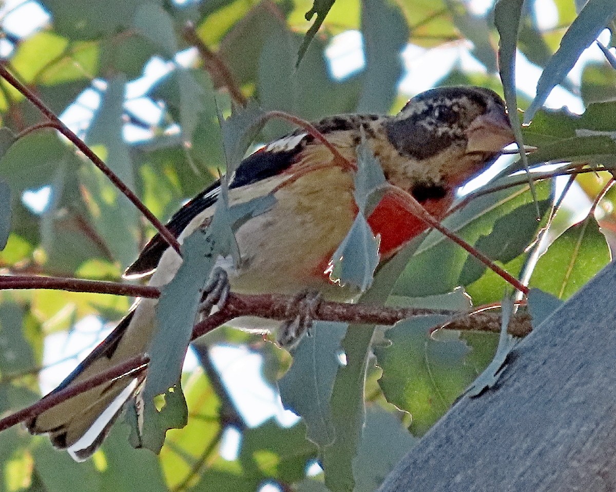 Rose-breasted Grosbeak - ML647472467