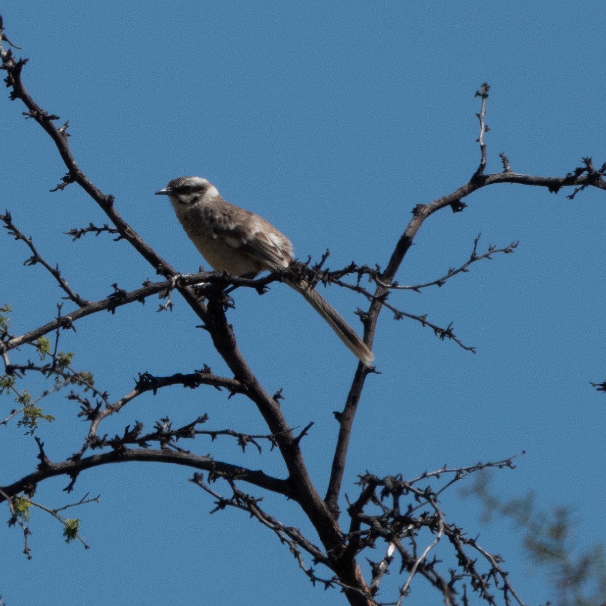 Long-tailed Mockingbird - ML647472472