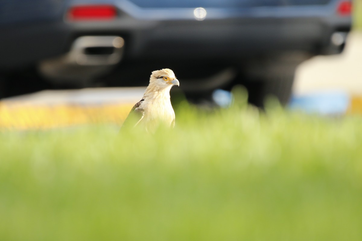 Yellow-headed Caracara - ML647472473