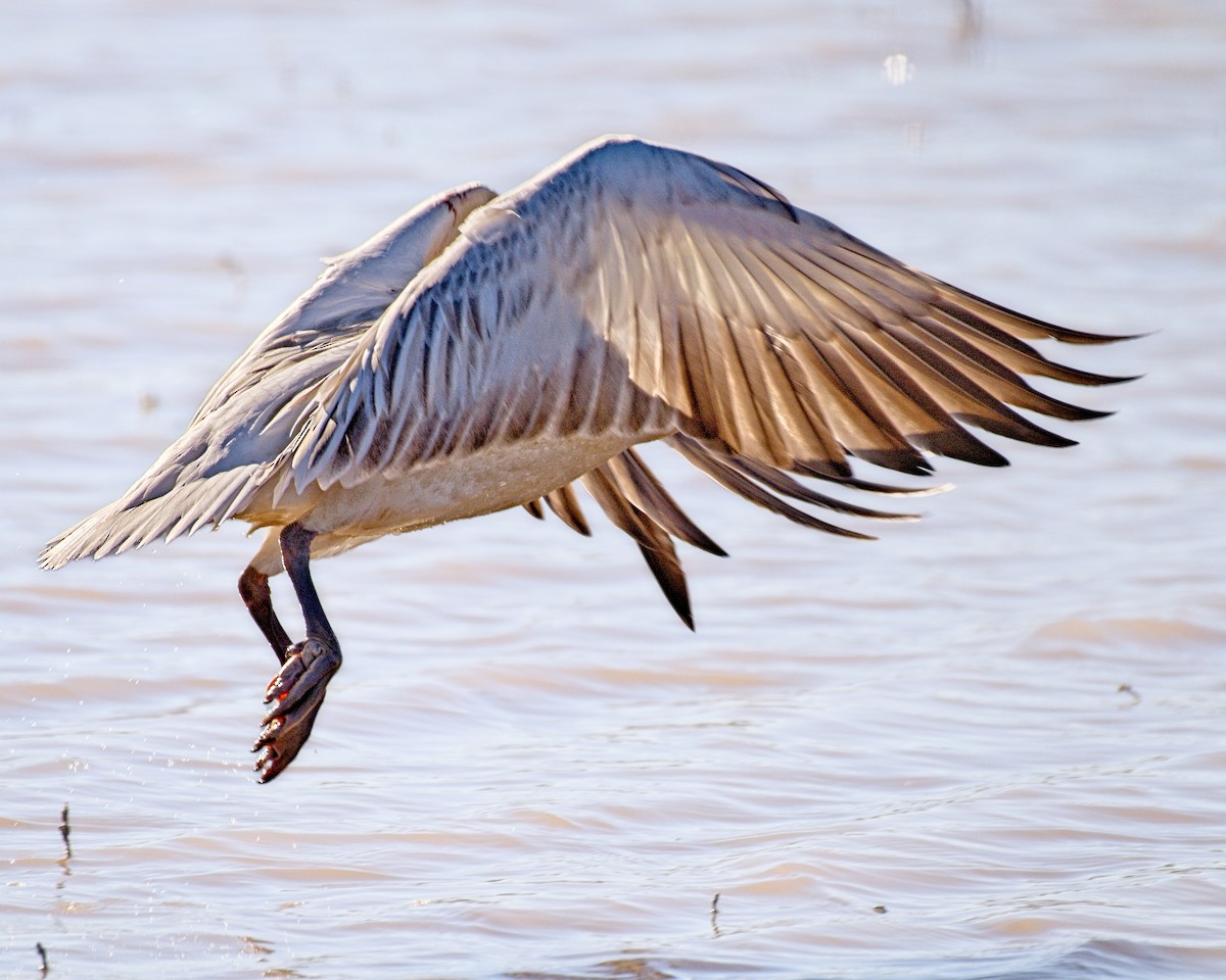 Snow Goose - ML647472474