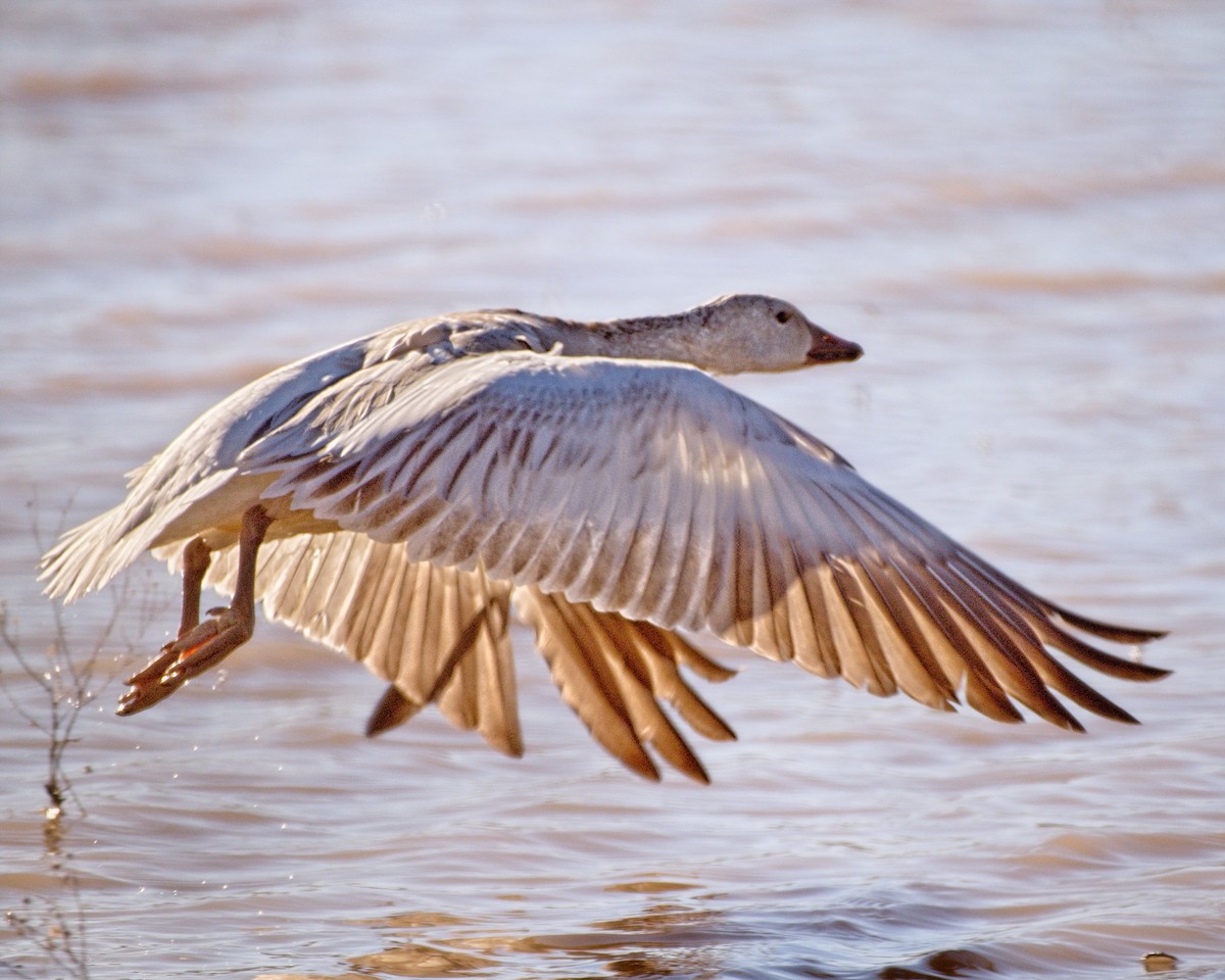 Snow Goose - ML647472475