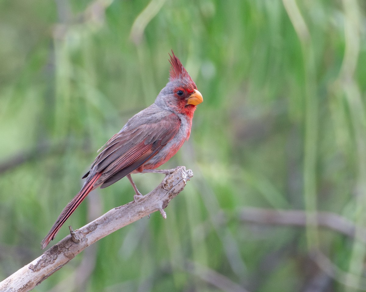 Pyrrhuloxia - ML647472476