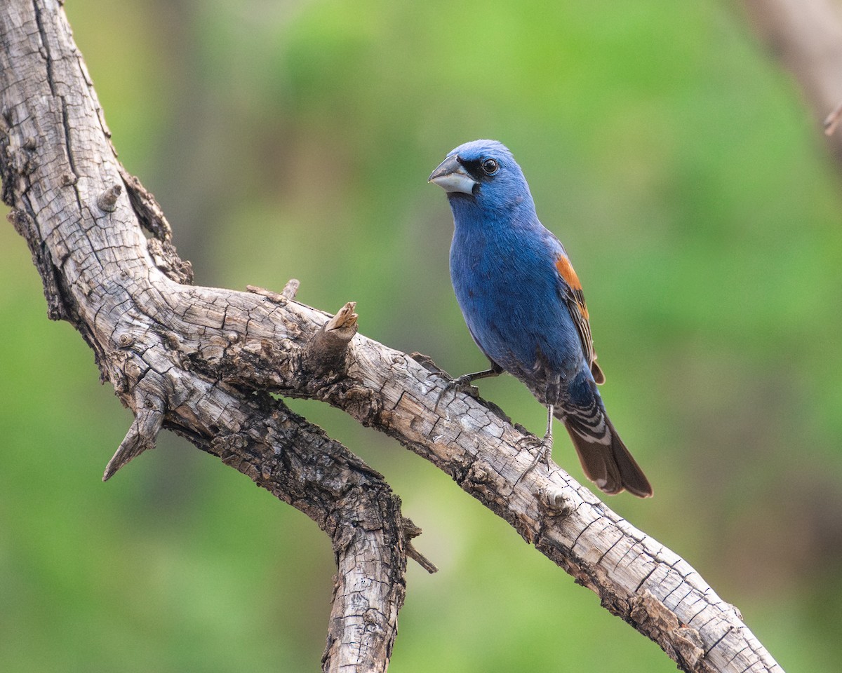Blue Grosbeak - ML647472477