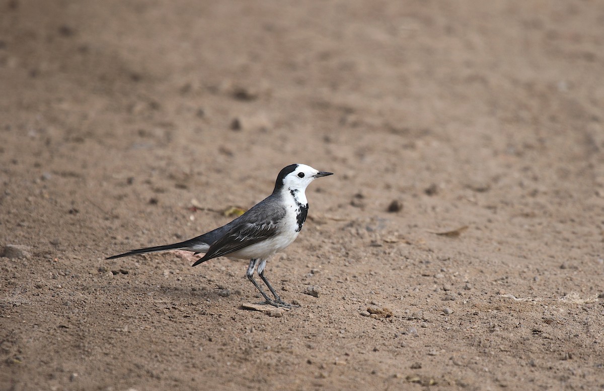 White Wagtail - ML647472478