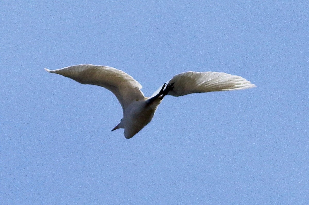 Great Egret - ML647472480