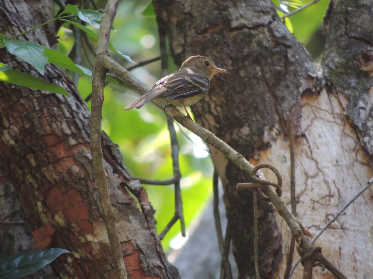 Euler's Flycatcher - ML647472481