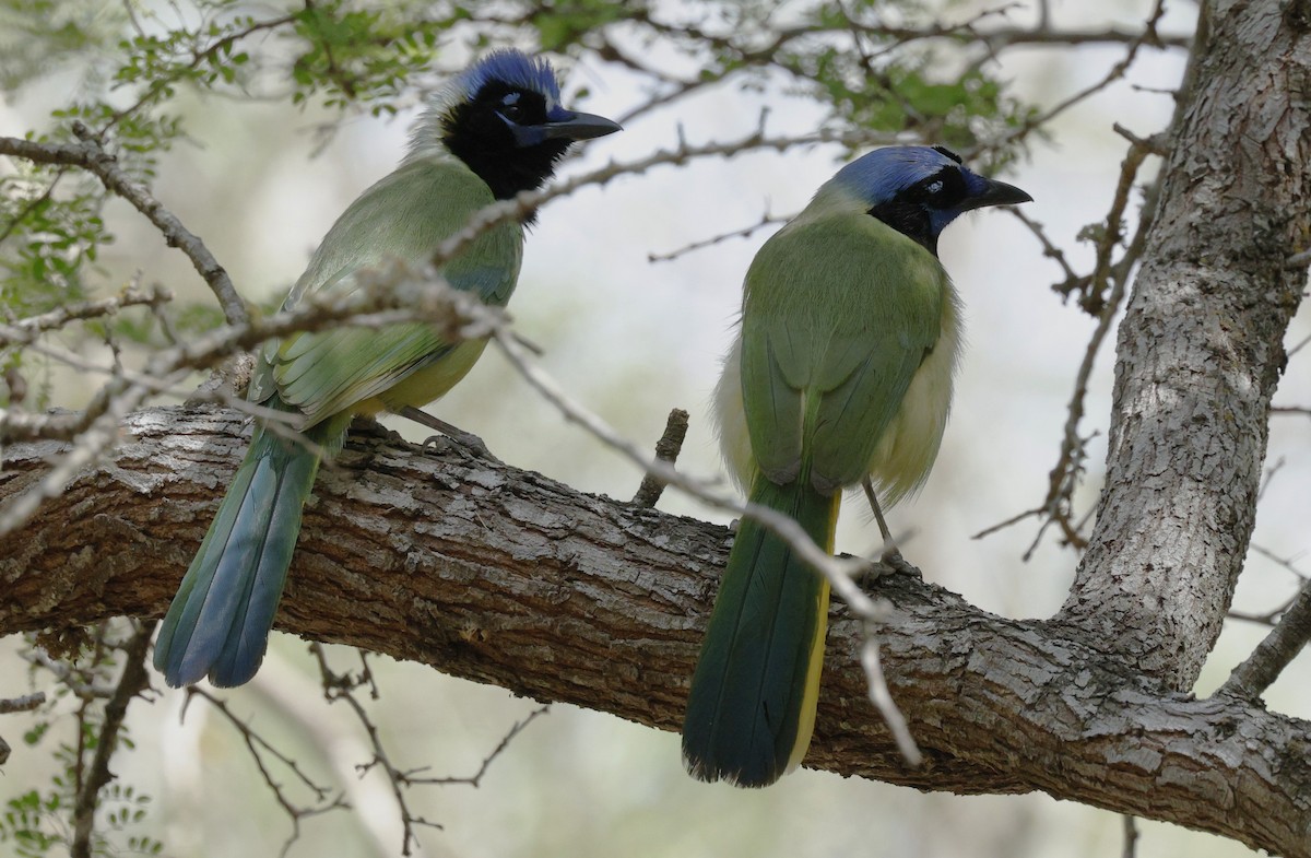 Green Jay - ML647472482
