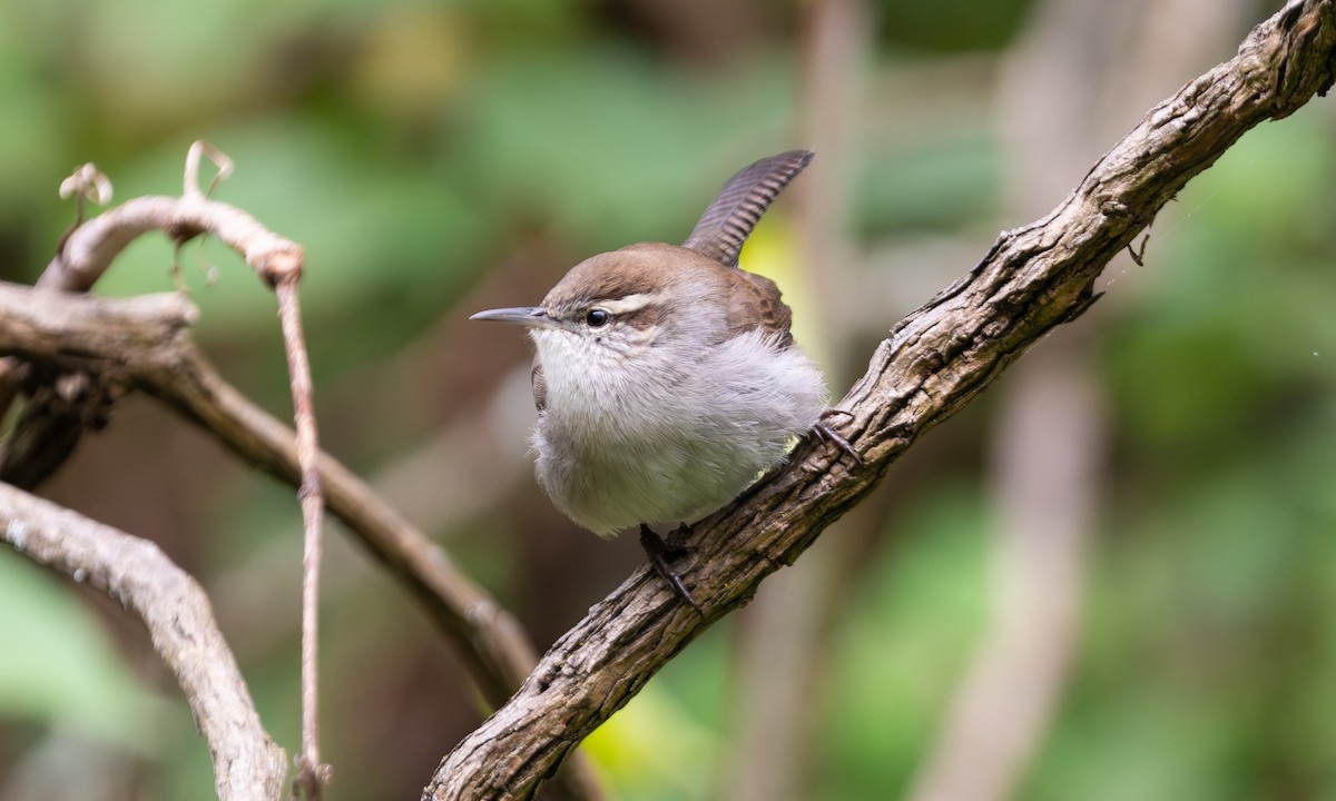 Bewick's Wren - ML647472483