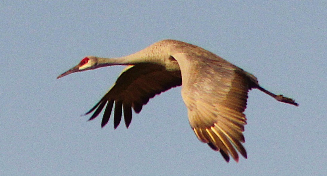 Sandhill Crane - ML647472484