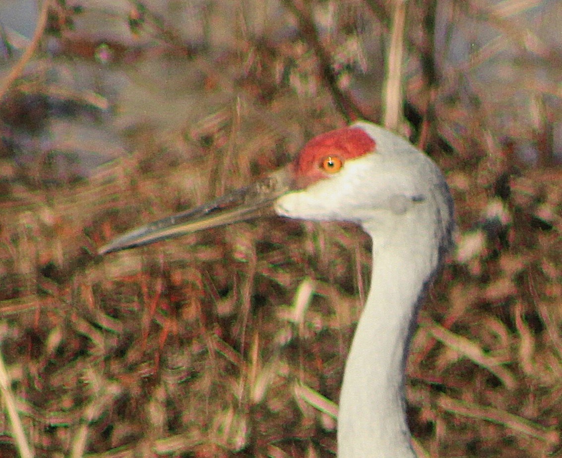 Sandhill Crane - ML647472485