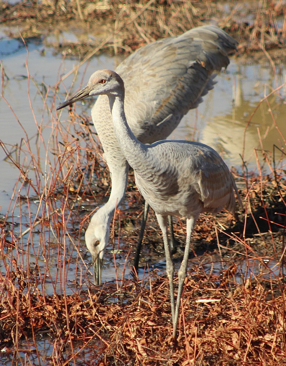 Sandhill Crane - ML647472486