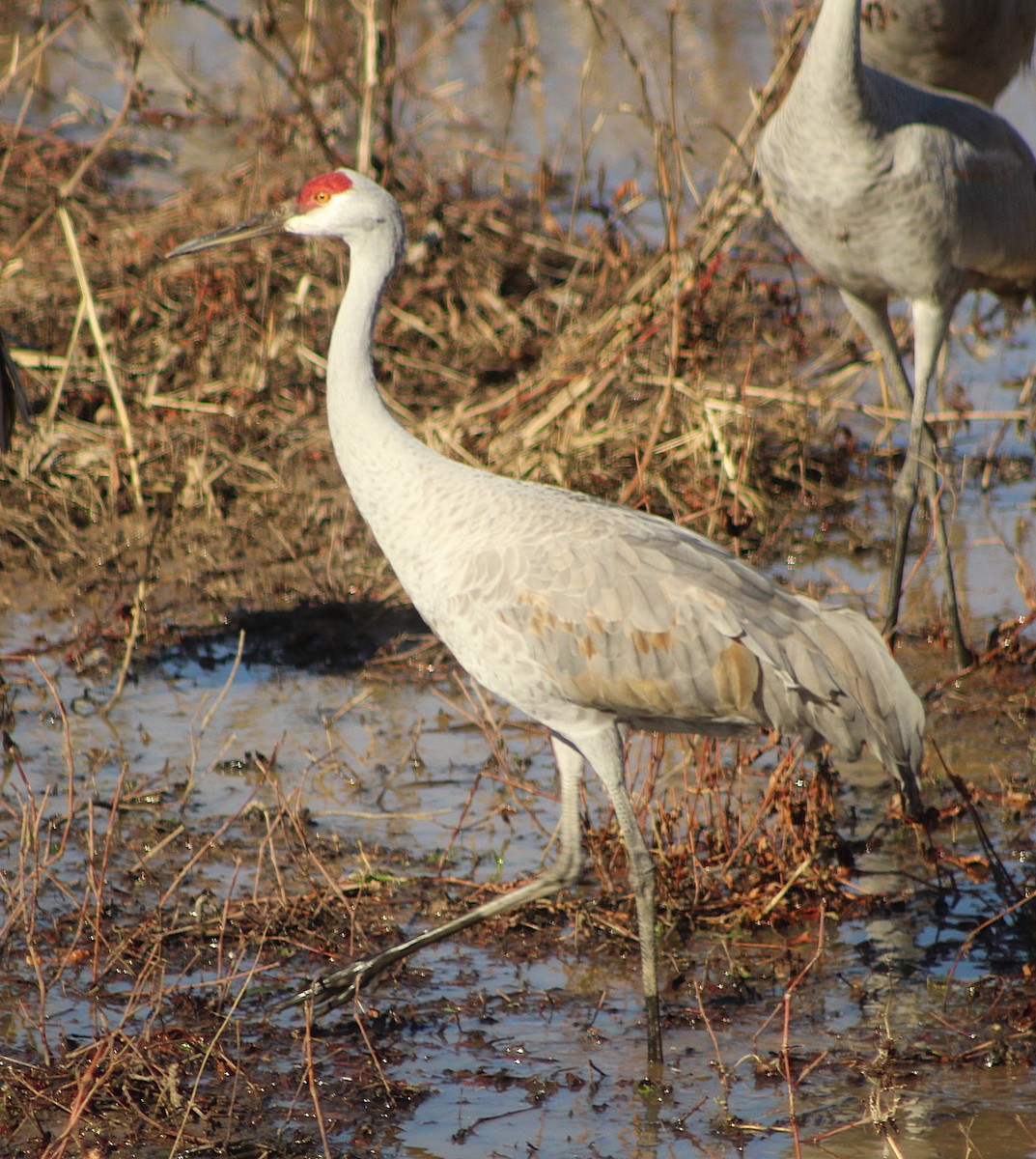 Sandhill Crane - ML647472487
