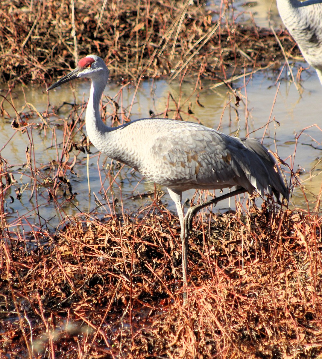 Sandhill Crane - ML647472488