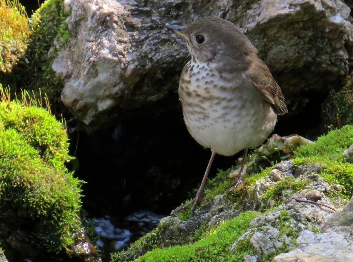 Gray-cheeked Thrush - ML647472491