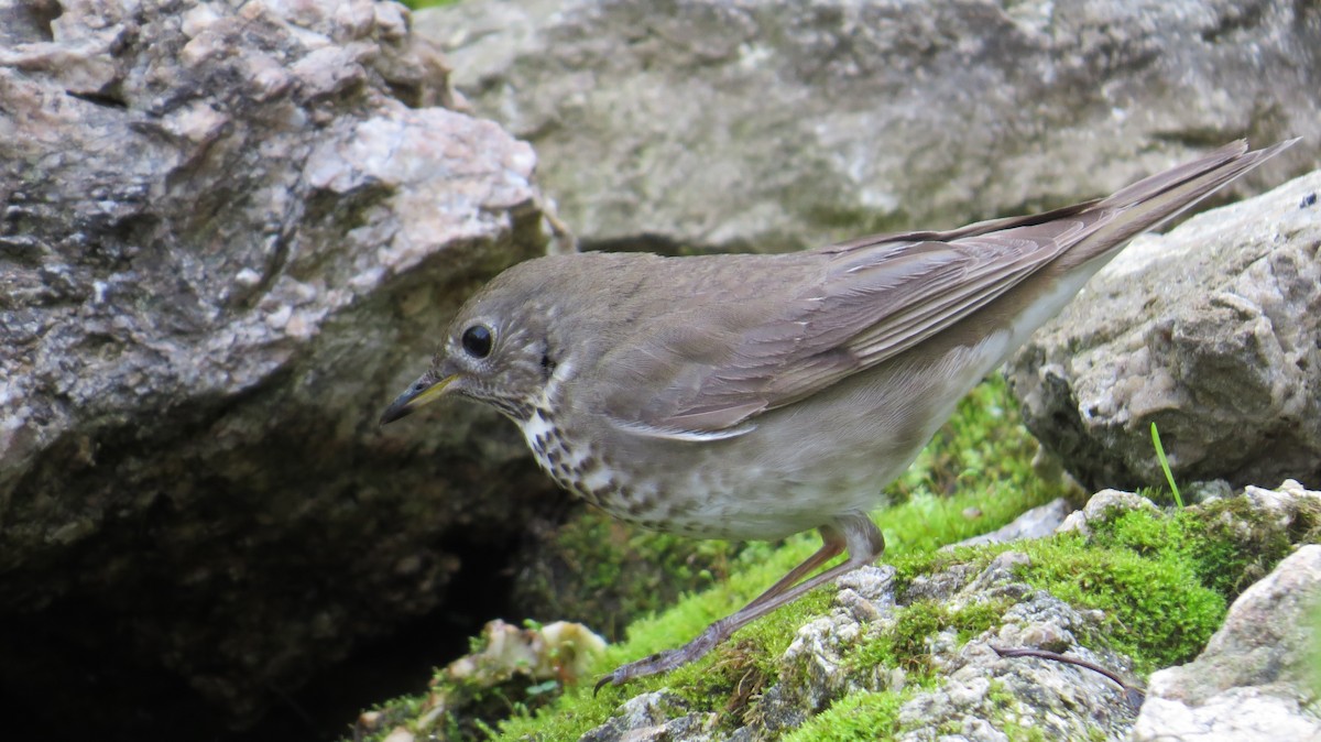 Gray-cheeked Thrush - ML647472492