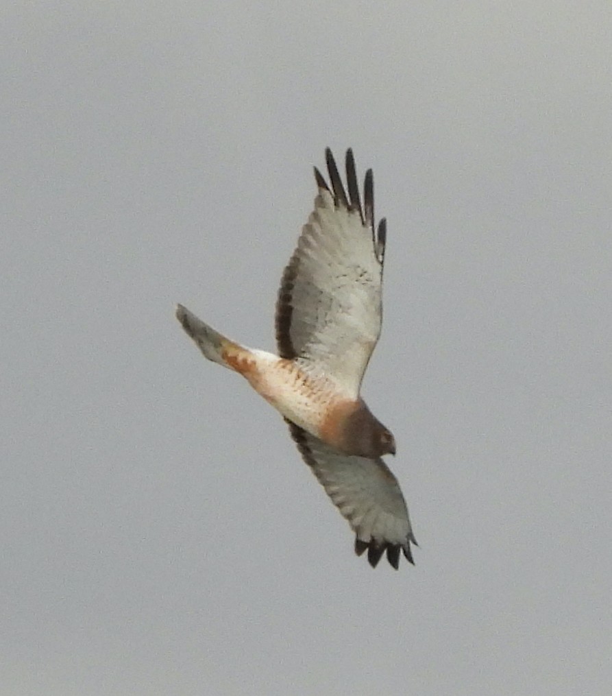 Northern Harrier - ML647472494