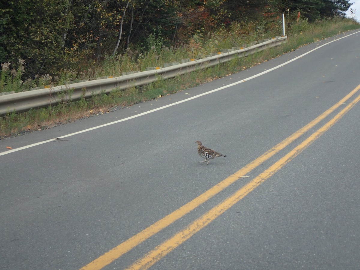 jeřábek kanadský - ML647472504