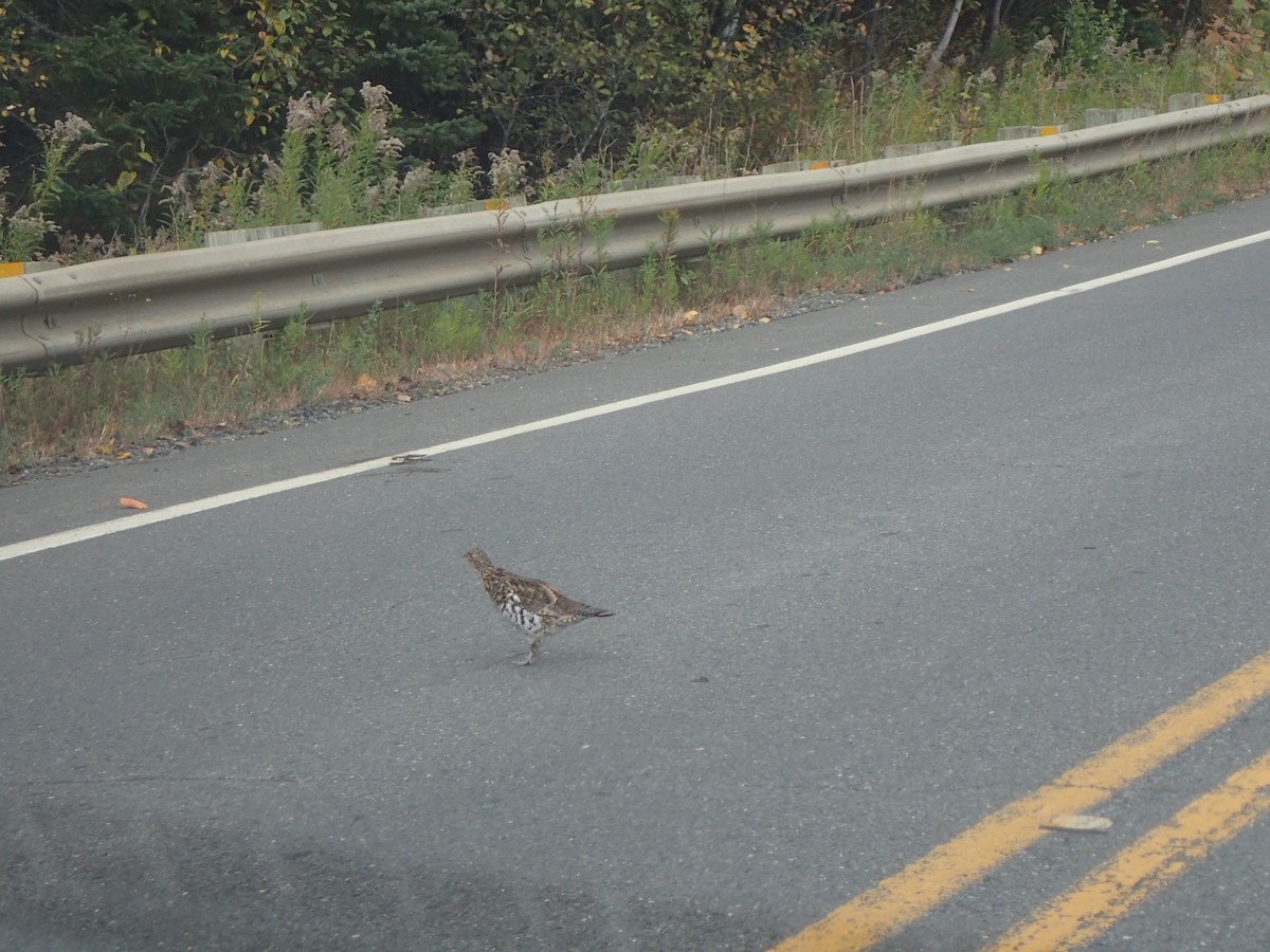 jeřábek kanadský - ML647472505