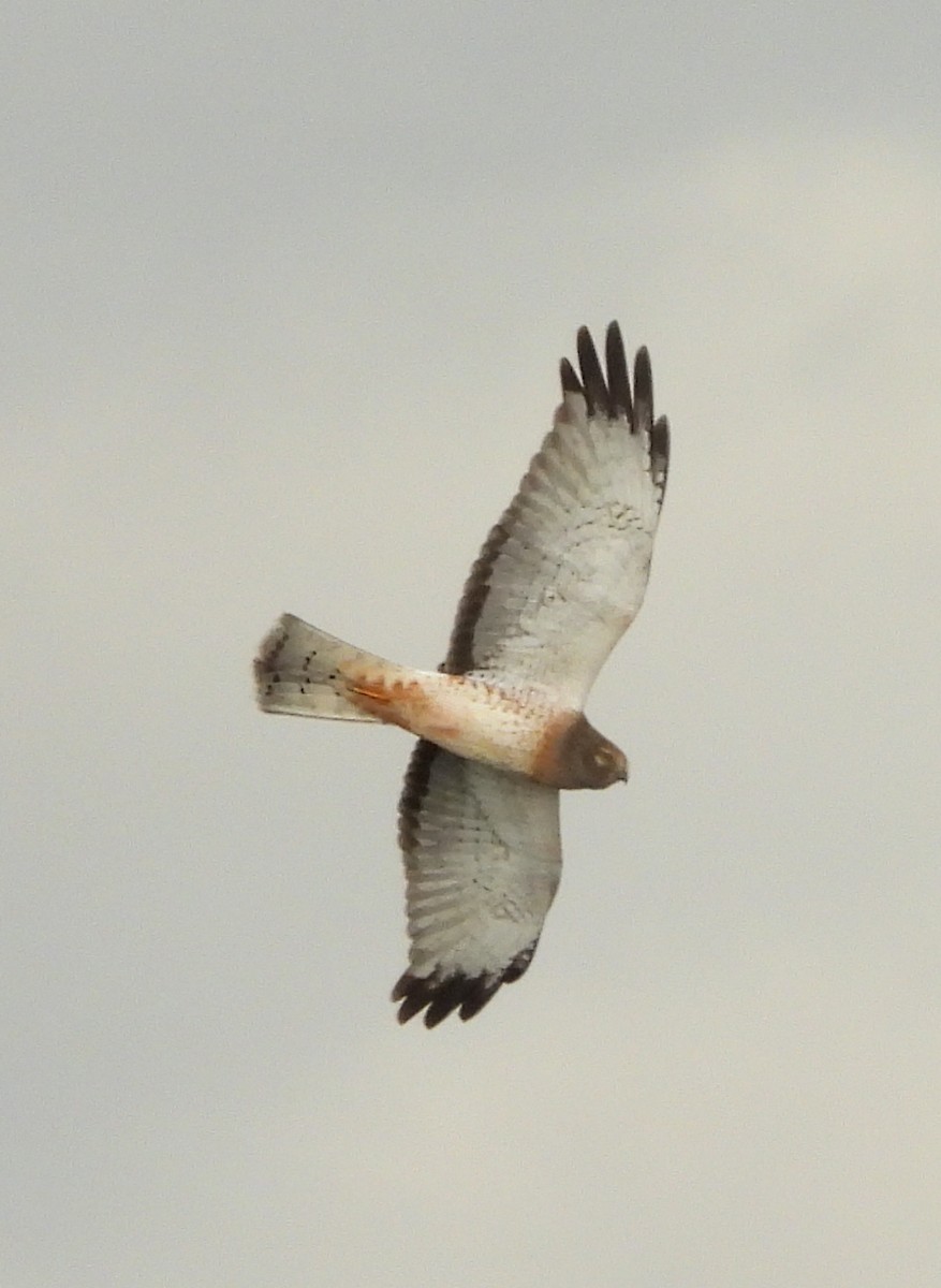 Northern Harrier - ML647472509