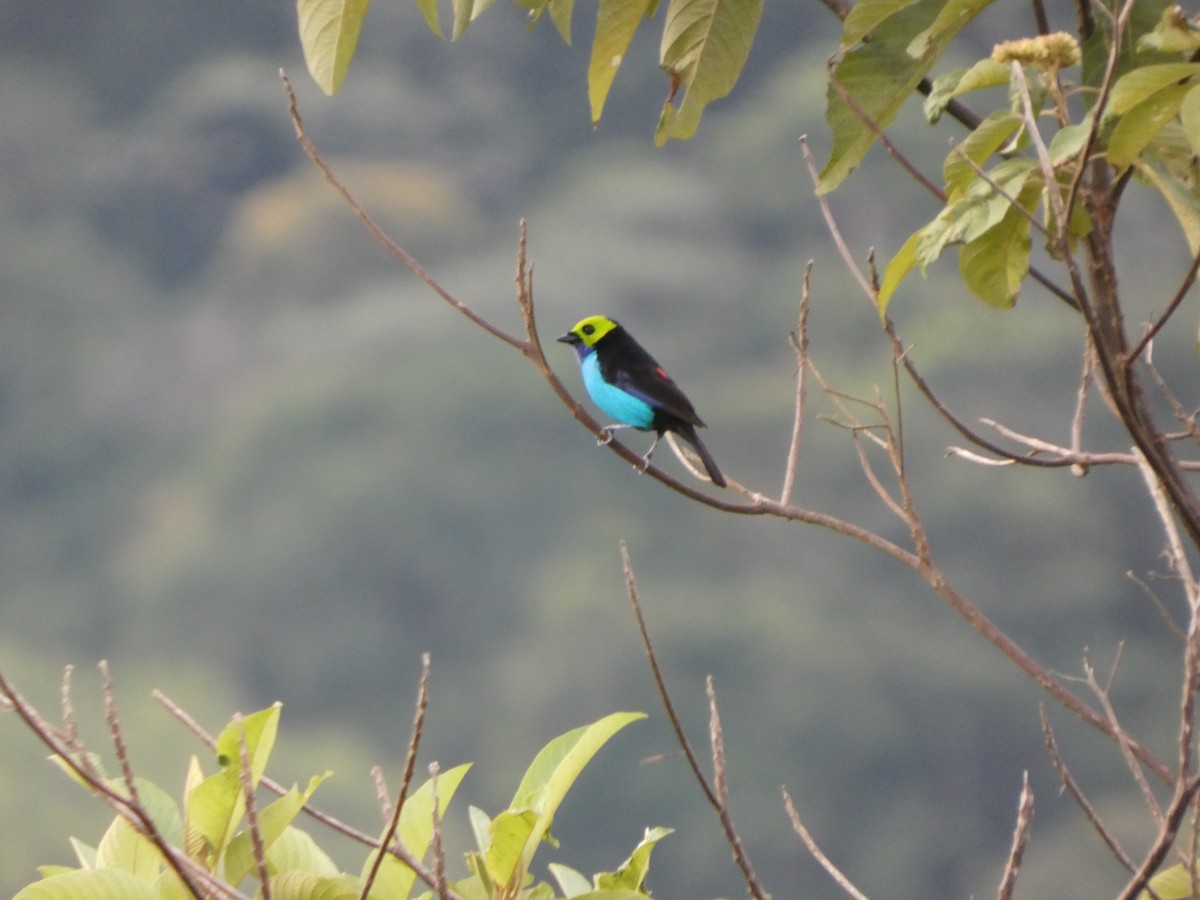 Paradise Tanager - ML647472528