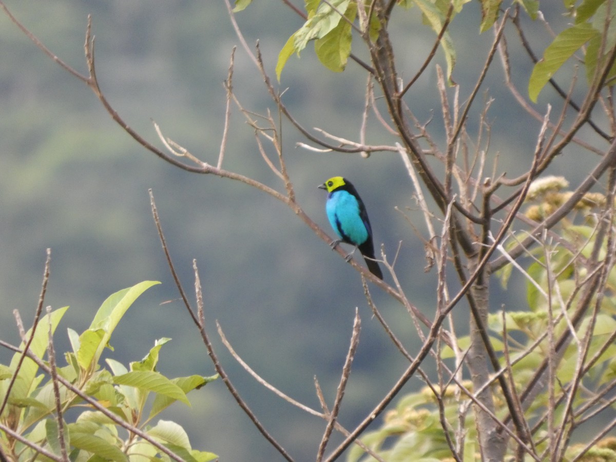 Paradise Tanager - ML647472529