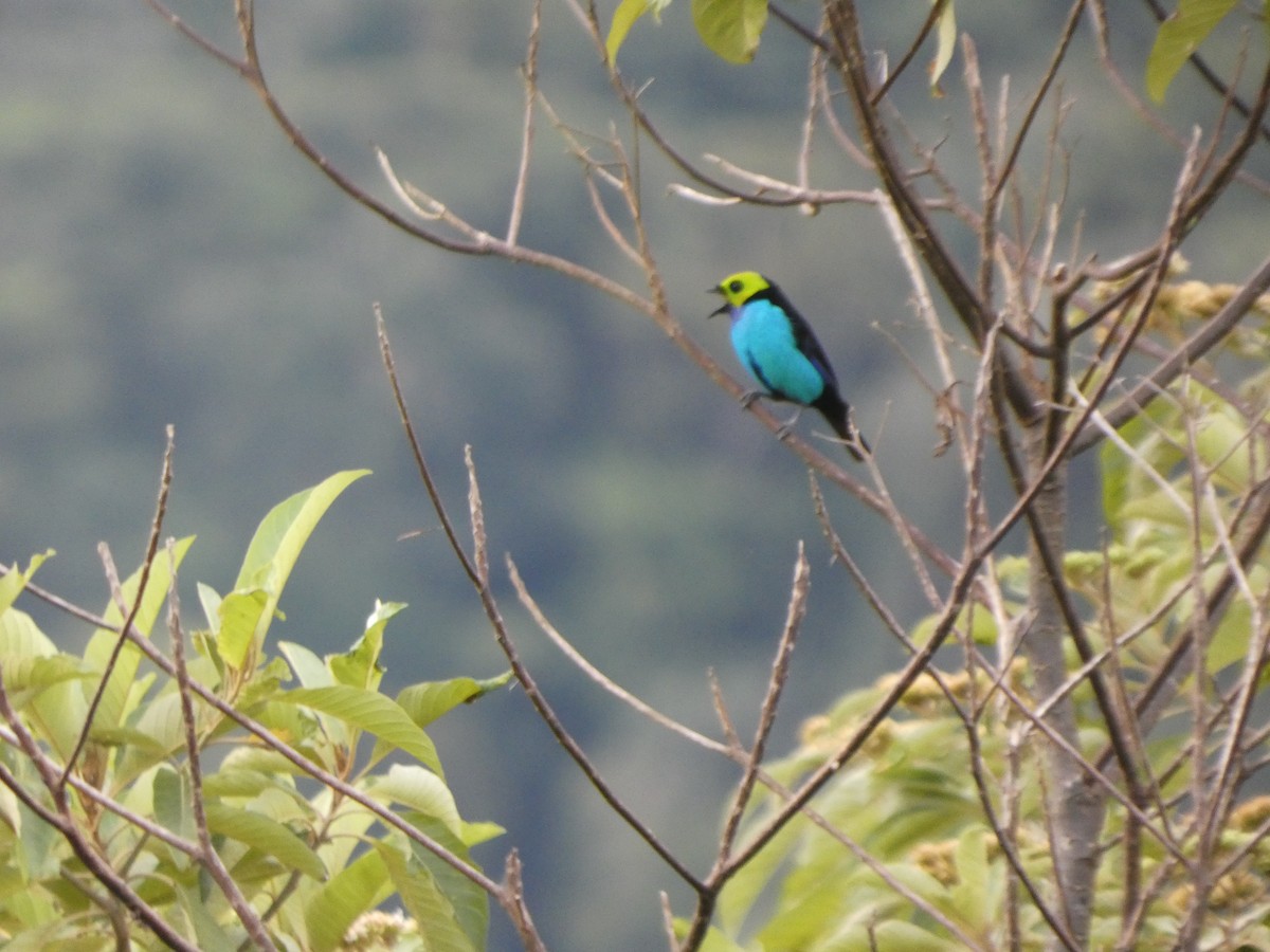 Paradise Tanager - ML647472530