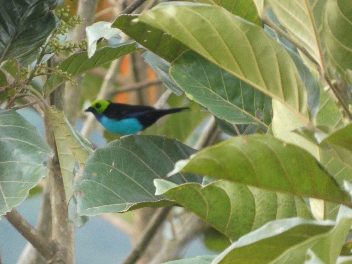 Paradise Tanager - ML647472531