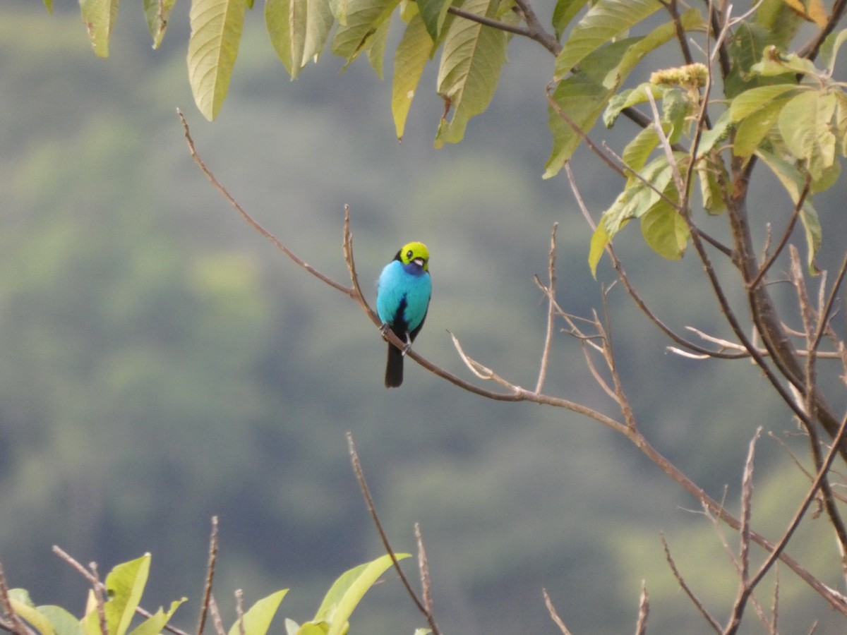 Paradise Tanager - ML647472532