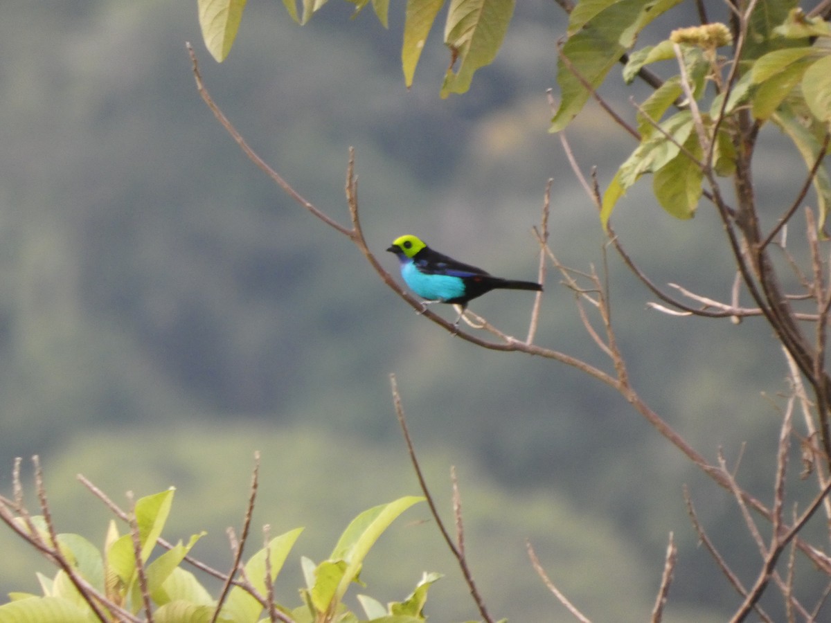 Paradise Tanager - ML647472533