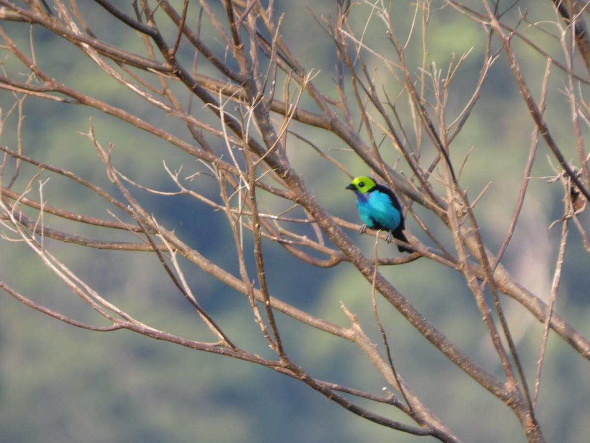 Paradise Tanager - ML647472534