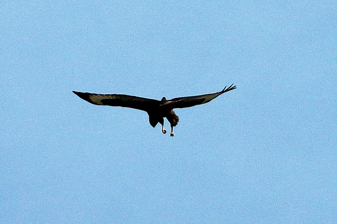Himalayan Buzzard - ML647472536