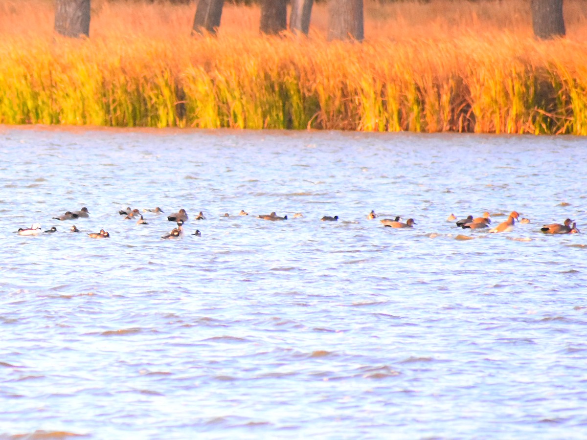 Гоголь-головастик - ML647472539