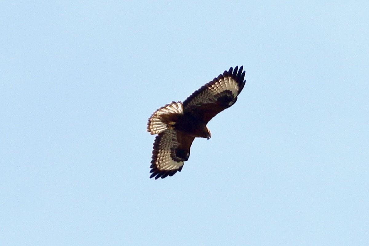 Himalayan Buzzard - ML647472555