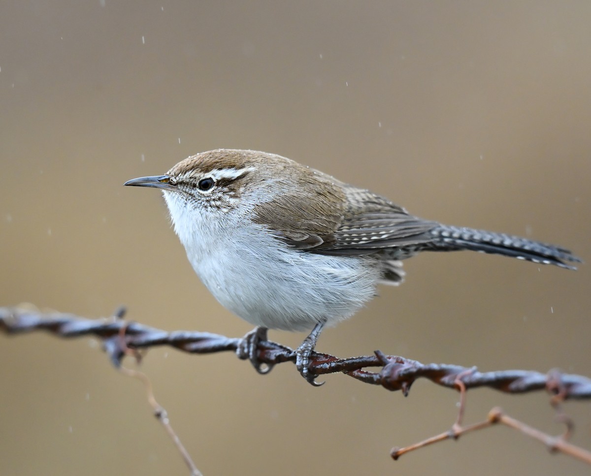 Troglodyte de Bewick - ML647472562