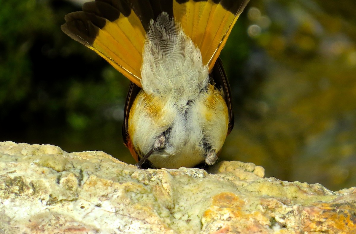 Kızıl Kuyruklu Ötleğen - ML647472563