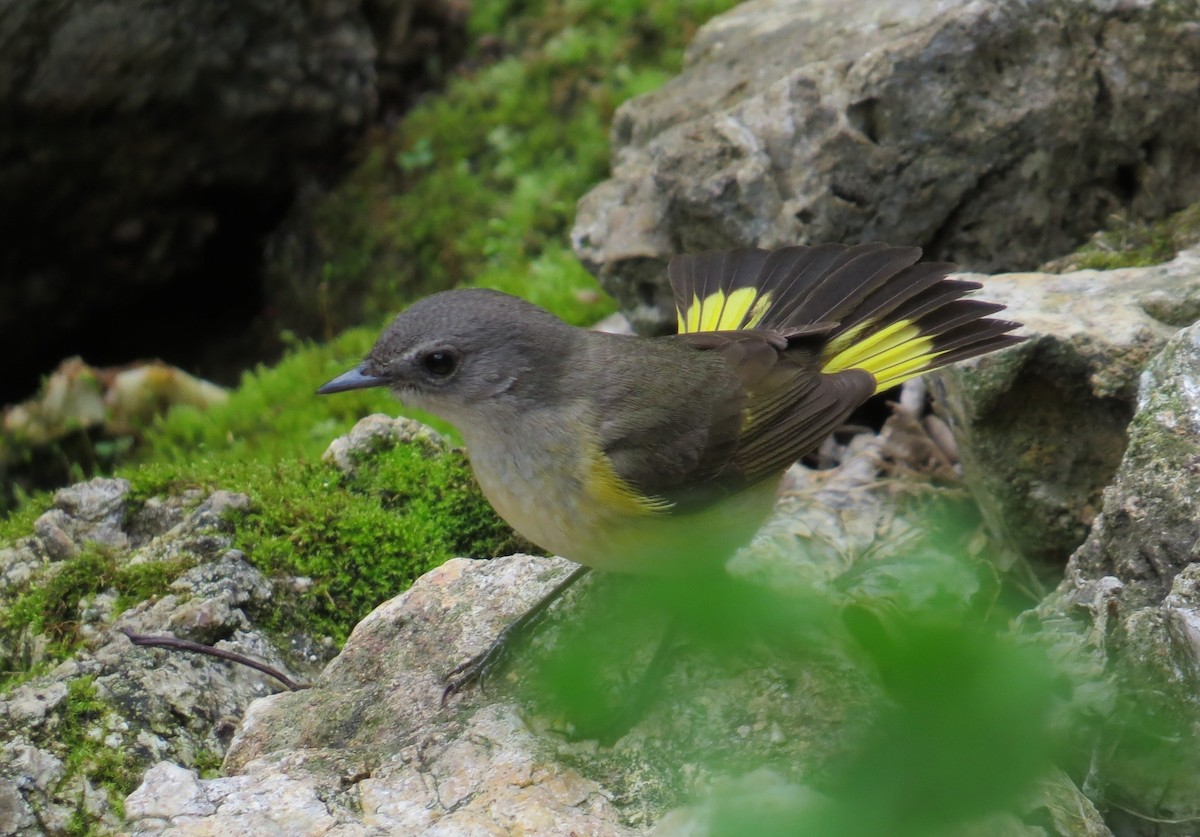 Kızıl Kuyruklu Ötleğen - ML647472564