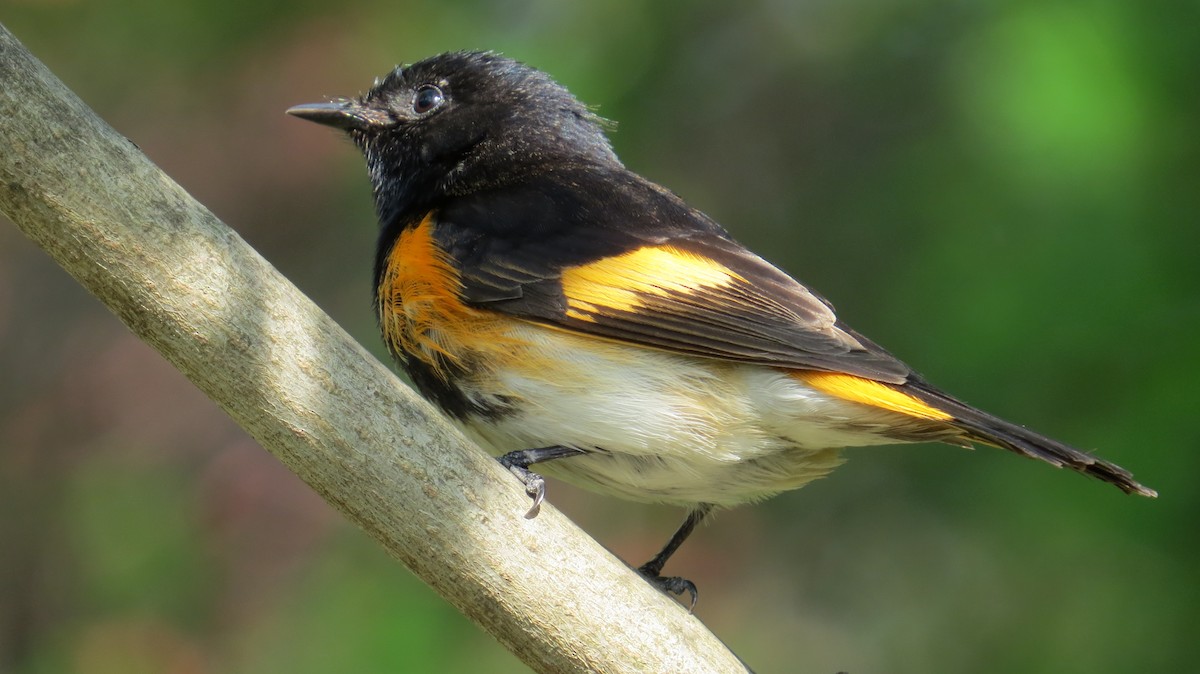 Kızıl Kuyruklu Ötleğen - ML647472565