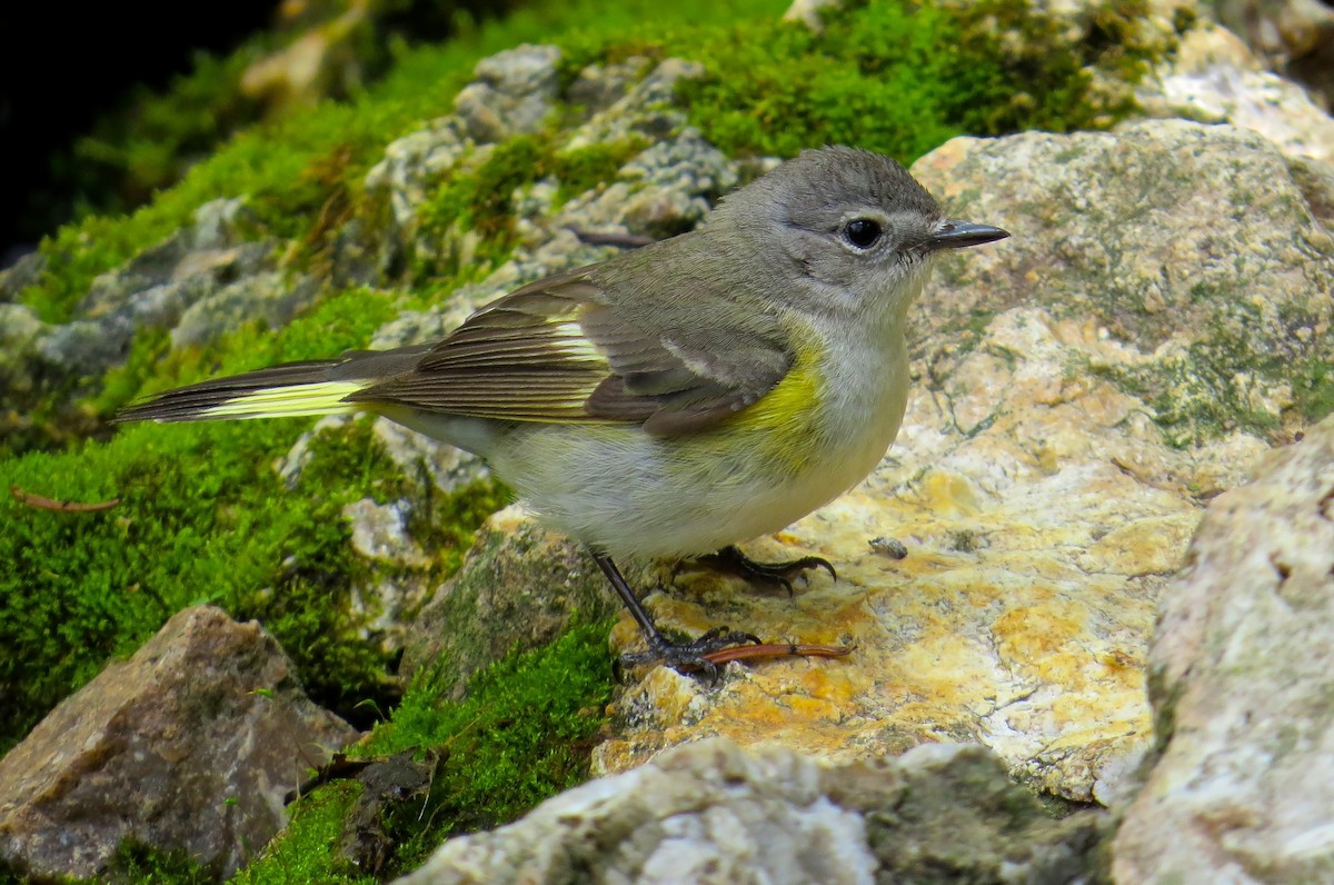 Kızıl Kuyruklu Ötleğen - ML647472566