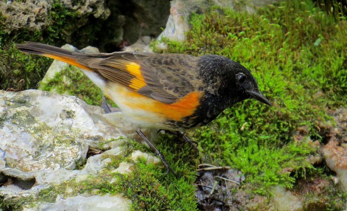 Kızıl Kuyruklu Ötleğen - ML647472567