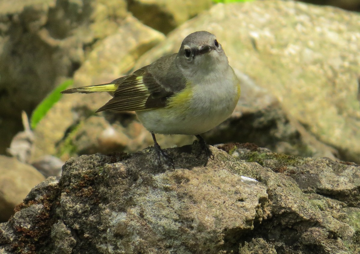 Kızıl Kuyruklu Ötleğen - ML647472568