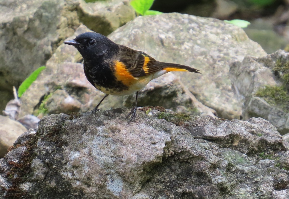 Kızıl Kuyruklu Ötleğen - ML647472569